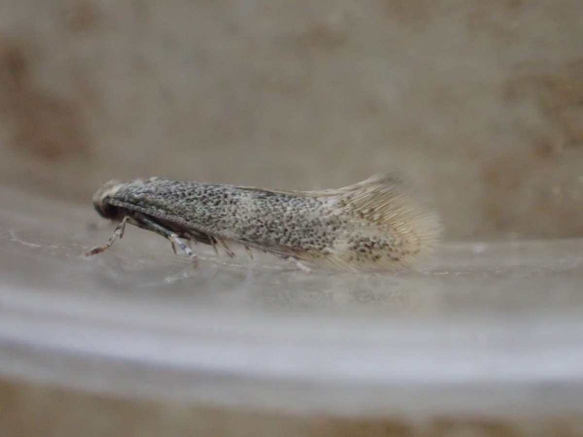 Little Dwarf (Elachista canapennella) photographed at Aylesham  by Dave Shenton 