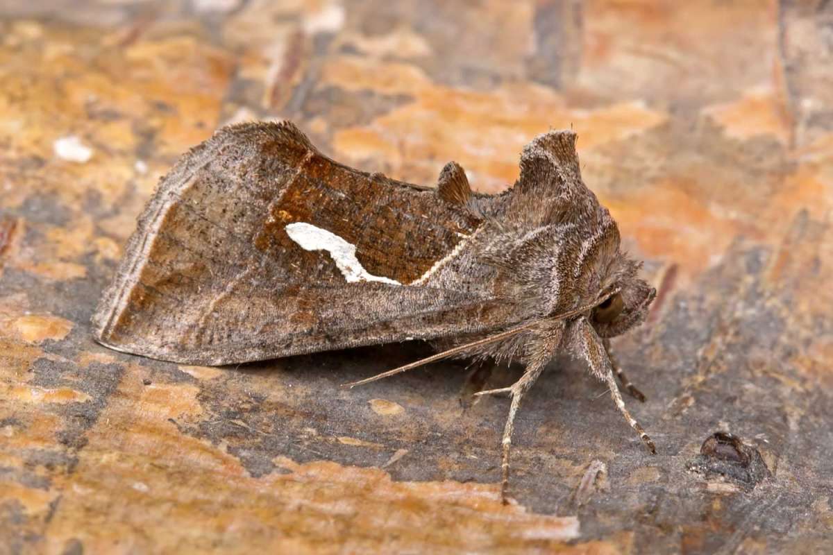 Dewick's Plusia (Macdunnoughia confusa) photographed in Kent by Peter Maton 