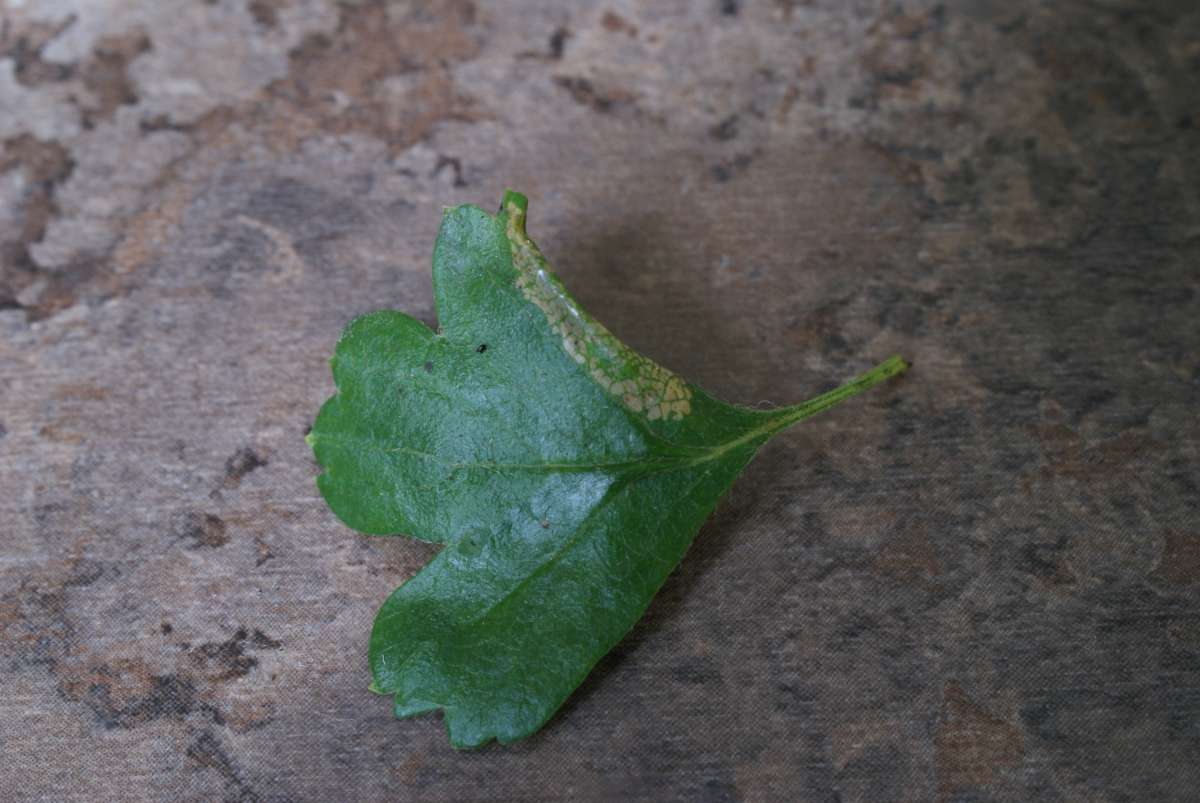 Common Thorn Midget (Phyllonorycter oxyacanthae) photographed in Kent by Dave Shenton 