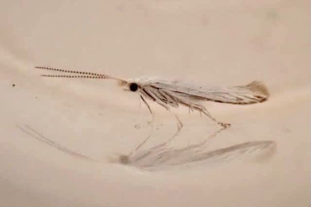 White Oak Case-bearer (Coleophora kuehnella) photographed in Kent by Oliver Bournat 