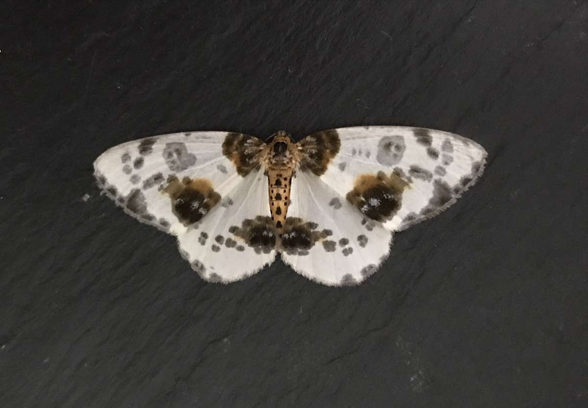 Clouded Magpie (Abraxas sylvata) photographed at Aylesham  by Dave Shenton