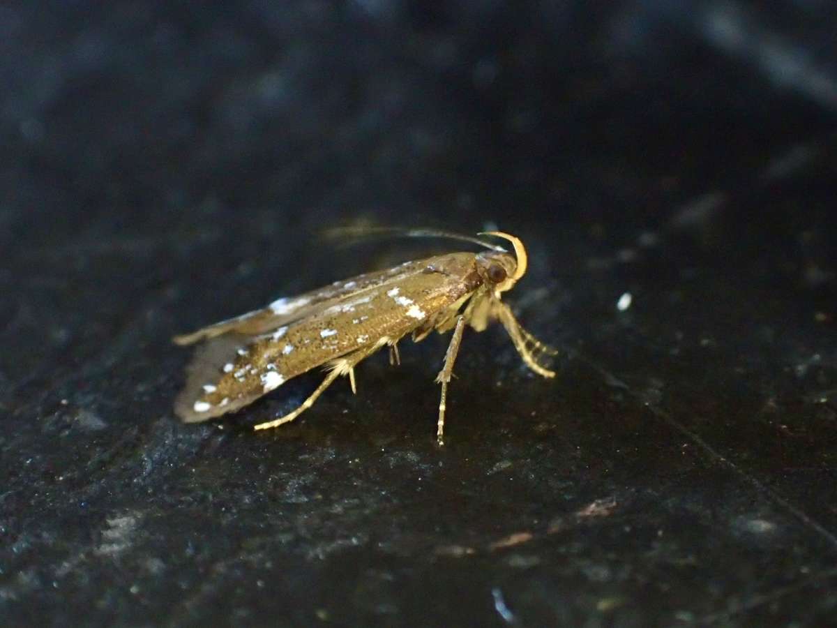 Bright Neb (Argolamprotes micella) photographed at Gusbourne Vineyard by Dave Shenton