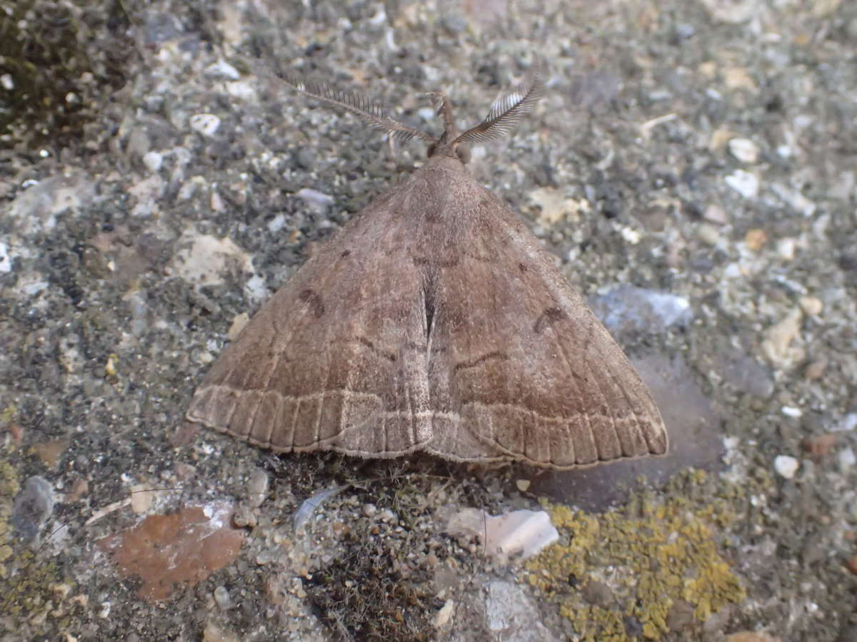 Plumed Fan-foot (Pechipogo plumigeralis) photographed at Aylesham  by Dave Shenton 