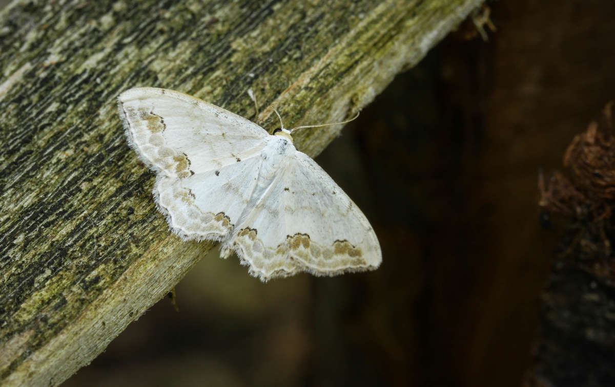 Lace Border (Scopula ornata) photographed in Kent by Carol Strafford 