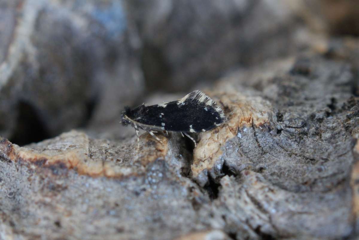 White-speckled Bagworm (Narycia duplicella) photographed at Wildwood Trust by Dave Shenton 