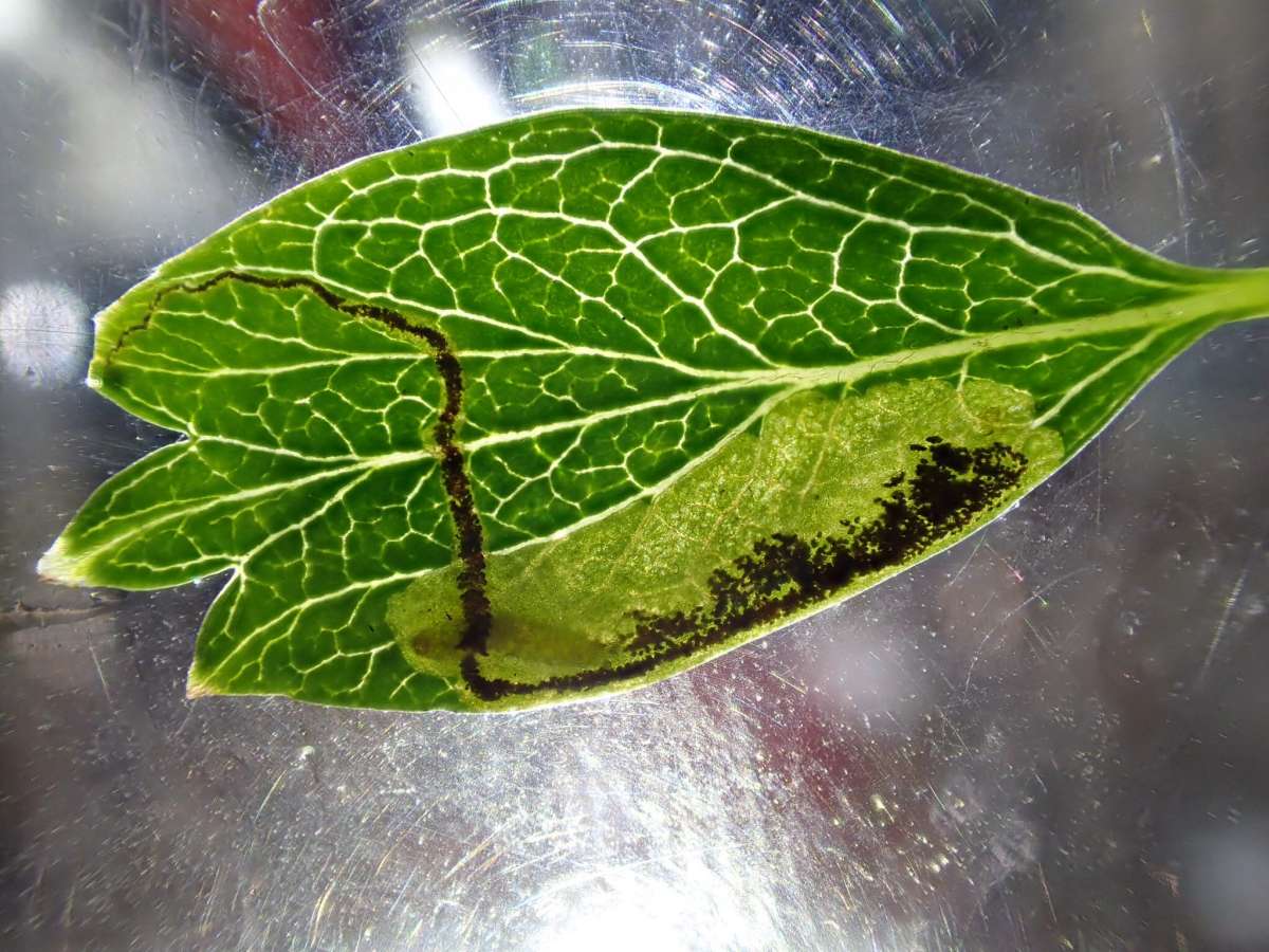 Greenish Thorn Pigmy (Stigmella hybnerella) photographed at Aylesham  by Dave Shenton 