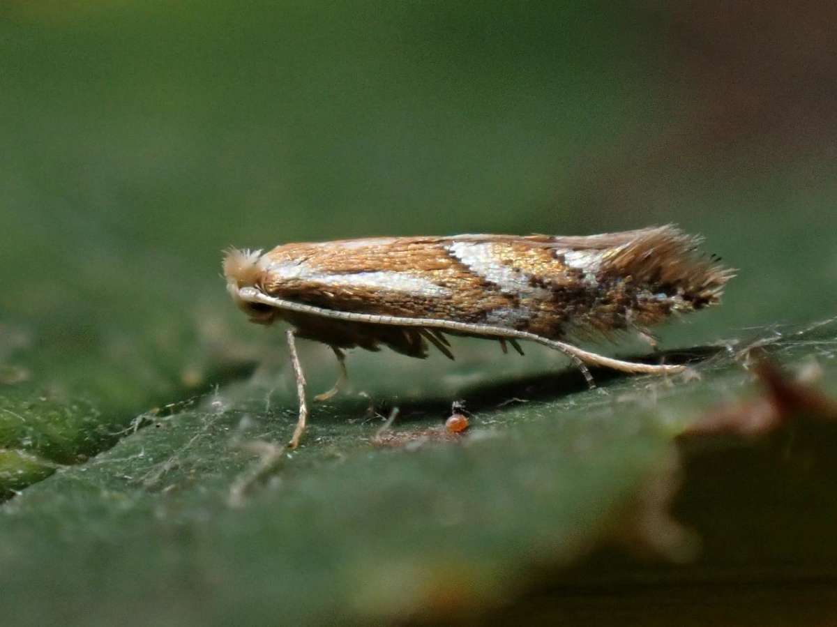 Rowan Midget (Phyllonorycter sorbi) photographed in Kent by Antony Wren