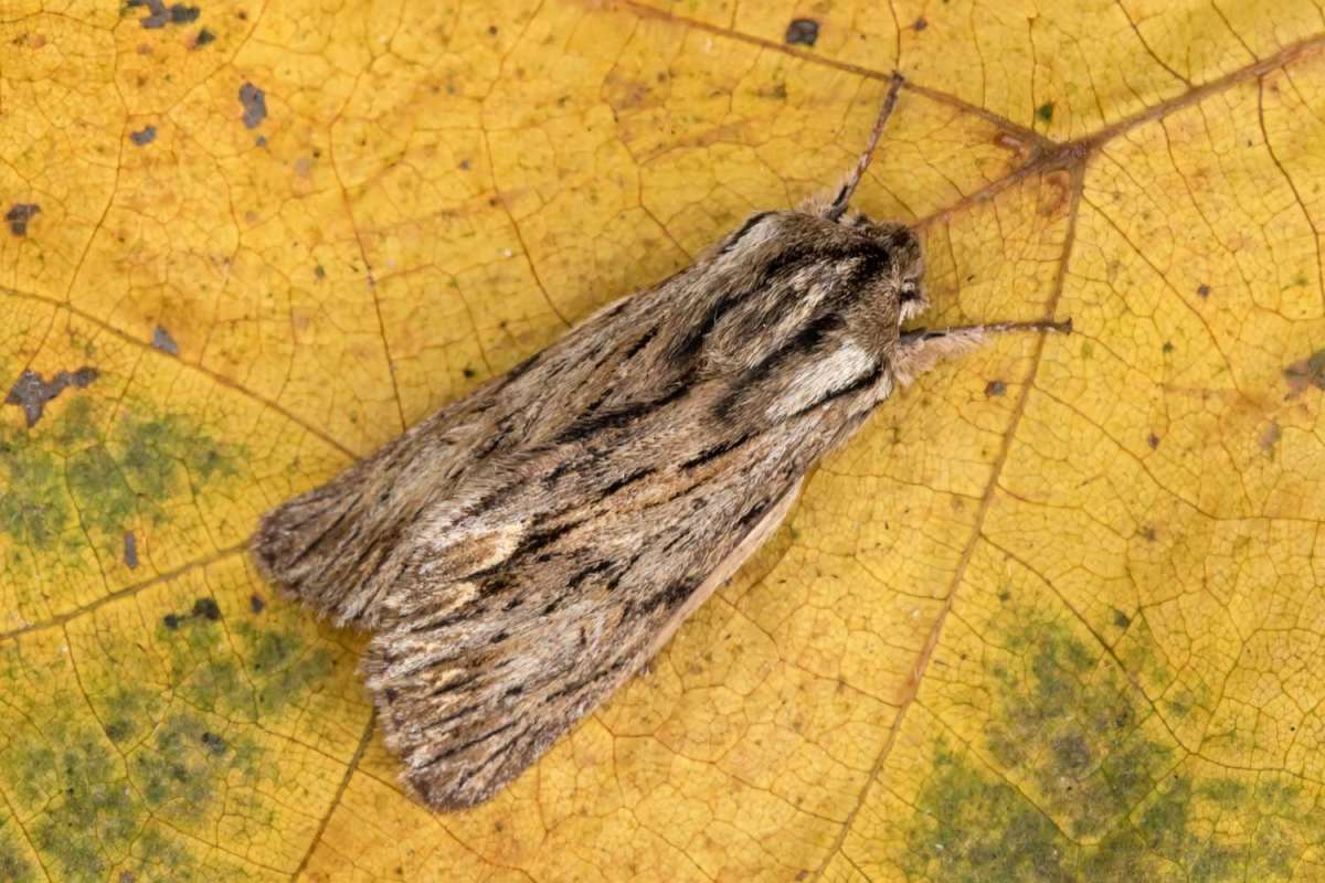 The Sprawler (Asteroscopus sphinx) photographed in Kent by Peter Maton 