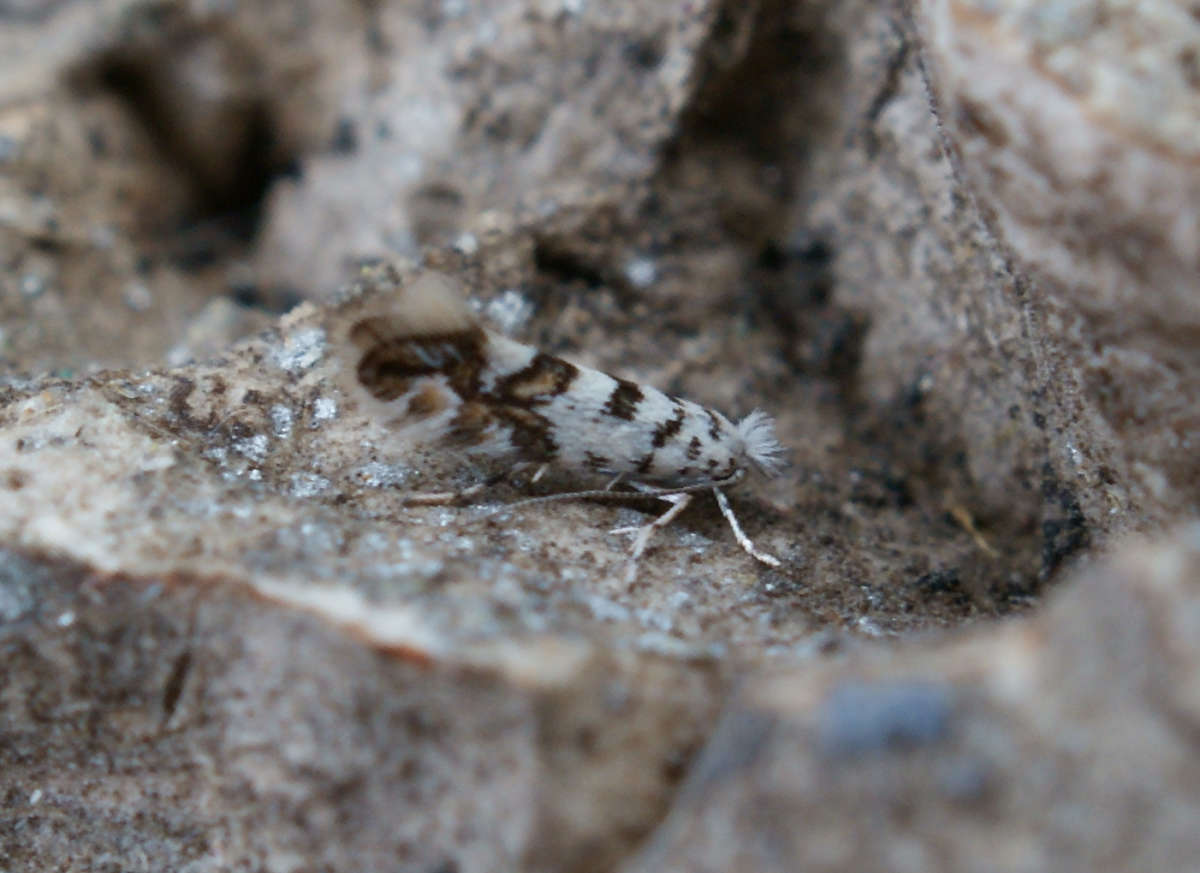 Maple Midget (Phyllonorycter acerifoliella) photographed at Aylesham  by Dave Shenton 