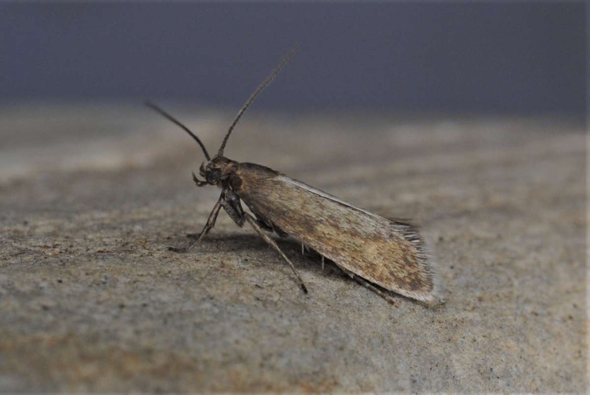 Plain Fanner (Glyphipterix fuscoviridella) photographed in Kent by Antony Wren