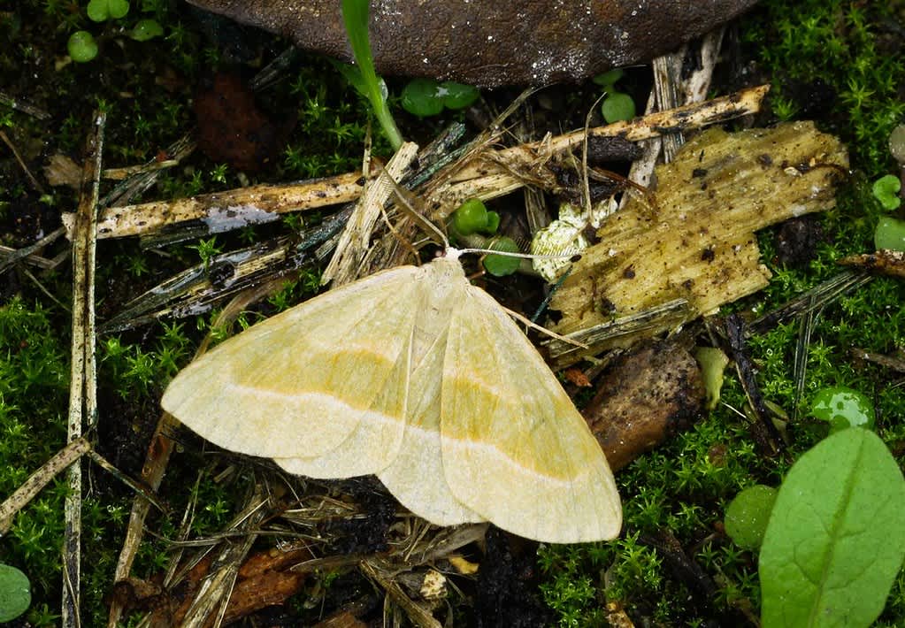 Barred Red (Hylaea fasciaria) photographed in Kent by Carol Strafford 