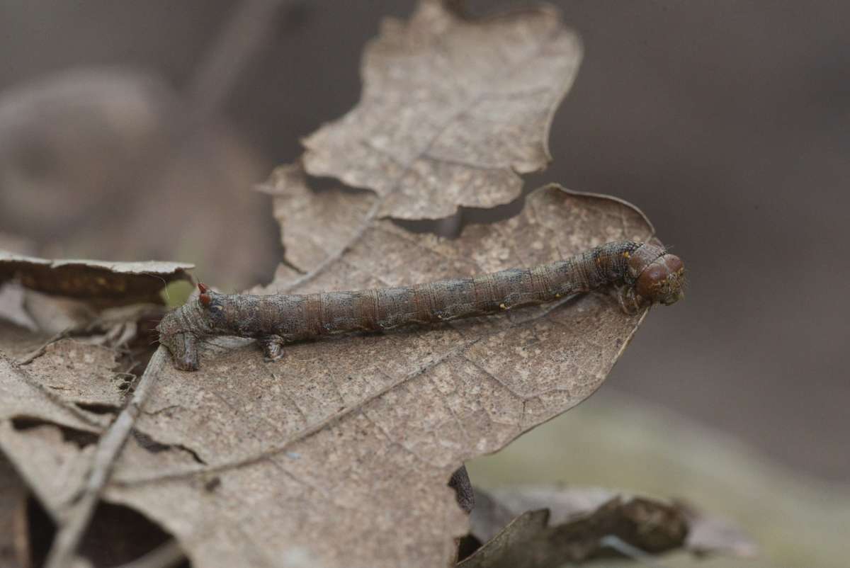 Feathered Thorn (Colotois pennaria) photographed in Kent by Gareth Christian 