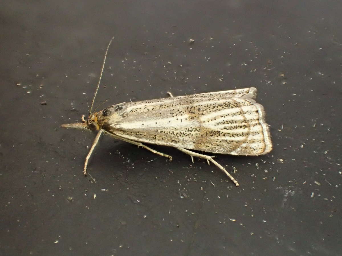 Powdered Grass-veneer (Thisanotia chrysonuchella) photographed at Sandwich Bay by Dave Shenton 