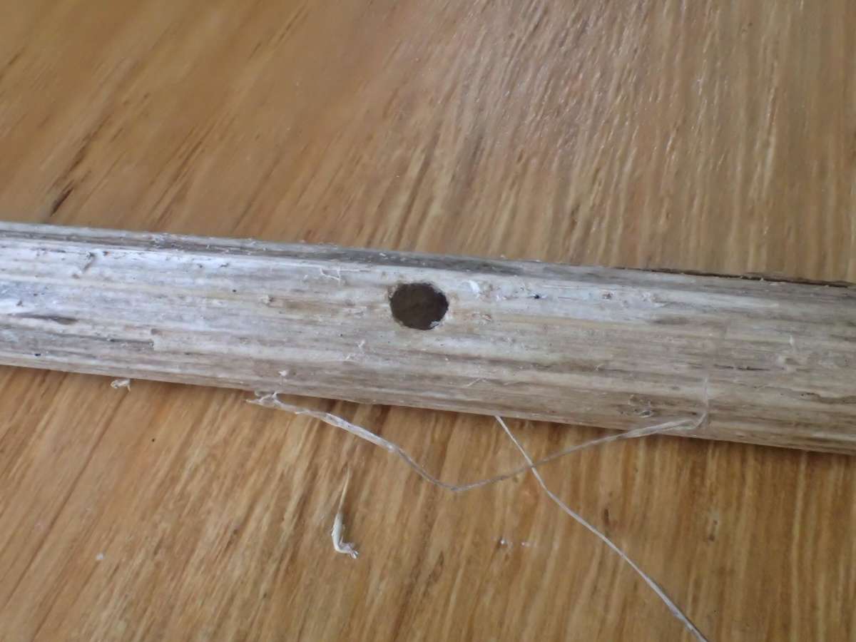 Thistle Ermine (Myelois circumvoluta) photographed at Aylesham  by Dave Shenton 