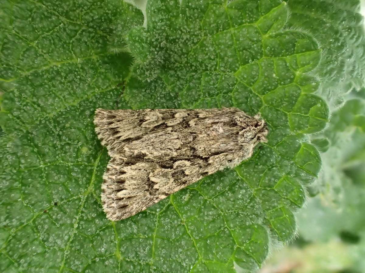 Early Grey (Xylocampa areola) photographed at Aylesham  by Dave Shenton 