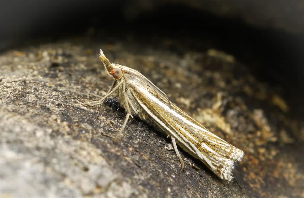 Scarce Striped Grass-veneer (Ancylolomia tentaculella) photographed in Kent by Carol Strafford 