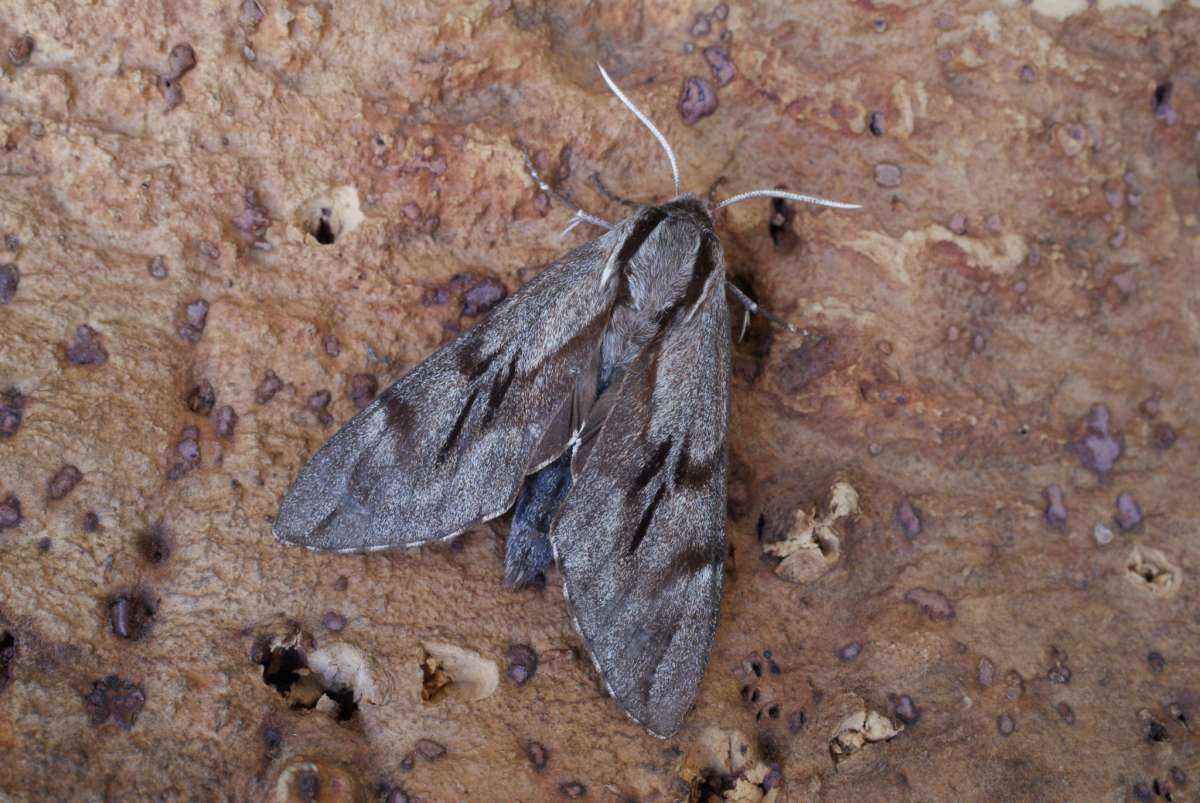 Pine Hawk-moth (Sphinx pinastri) photographed at Aylesham  by Dave Shenton 