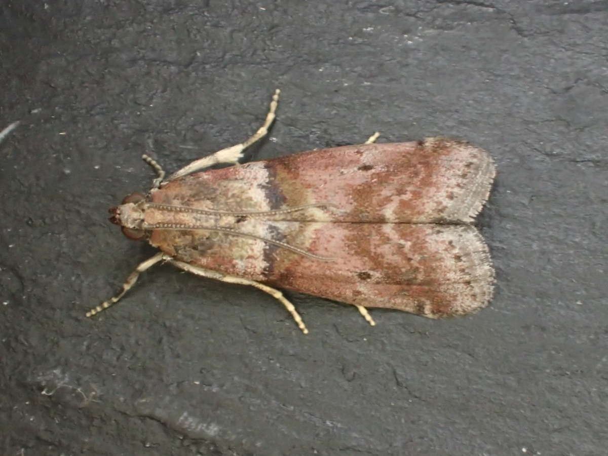 Broad-barred Knot-horn (Acrobasis consociella) photographed in Kent by Dave Shenton 