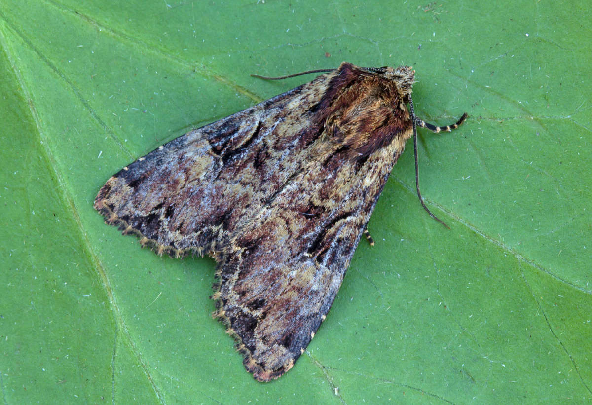 Clouded Brindle (Apamea epomidion) photographed in Kent by Peter Maton 