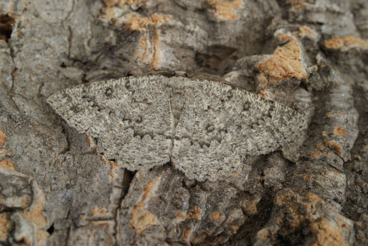 The Annulet (Charissa obscurata) photographed in Kent by Dave Shenton 