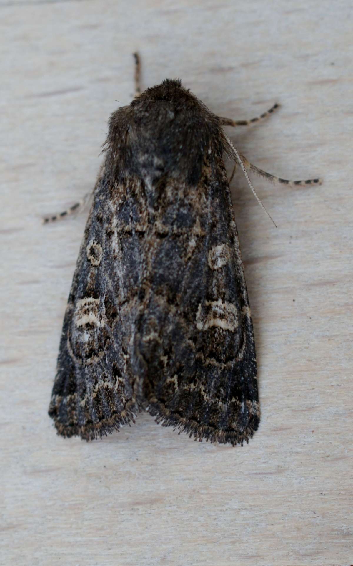 Hedge Rustic (Tholera cespitis) photographed in Kent by Dave Shenton 