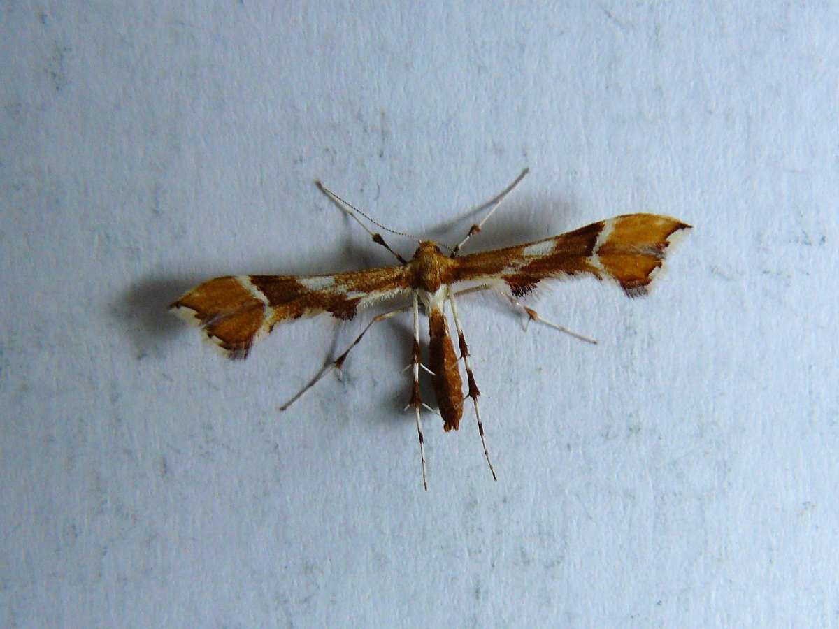 Rose Plume (Cnaemidophorus rhododactyla) photographed at Folkestone  by Fred Butcher 