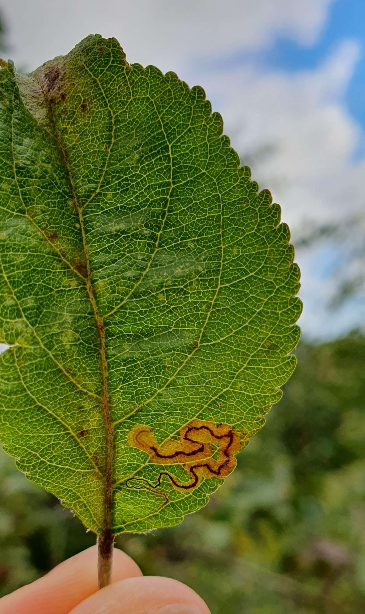 Apple Pigmy (Stigmella malella) photographed at Sandwich Bay  by Steffan Walton
