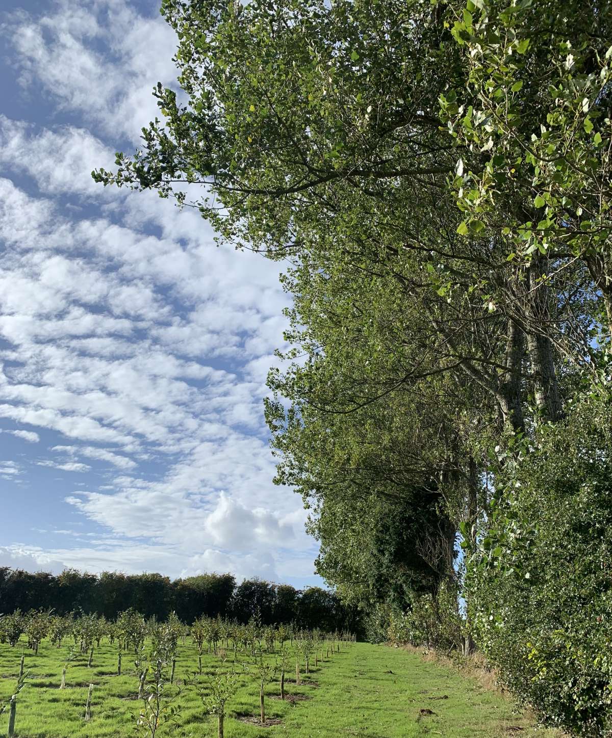 Poplar Shoot (Gypsonoma oppressana) photographed in Kent by Dave Shenton 