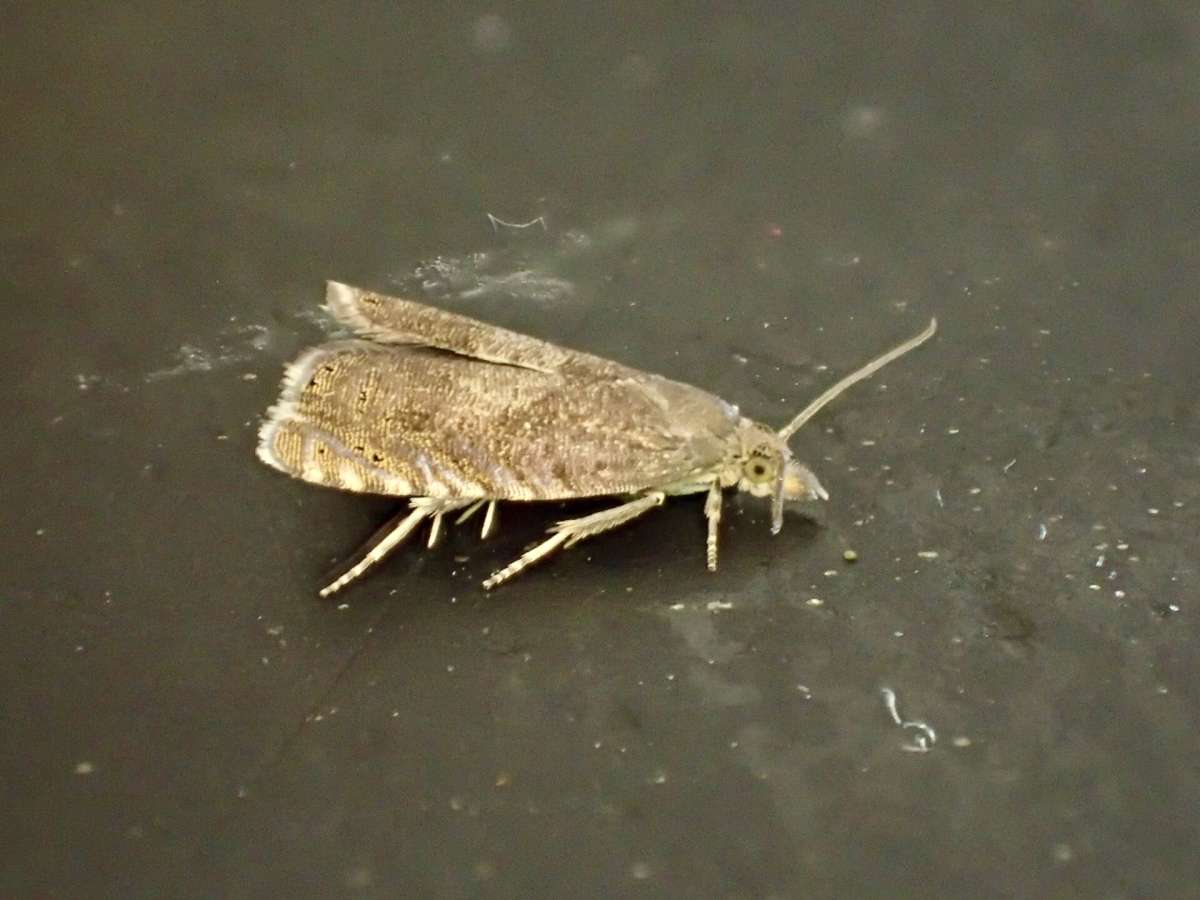 Dingy Drill (Dichrorampha sedatana) photographed at Stodmarsh  by Dave Shenton 