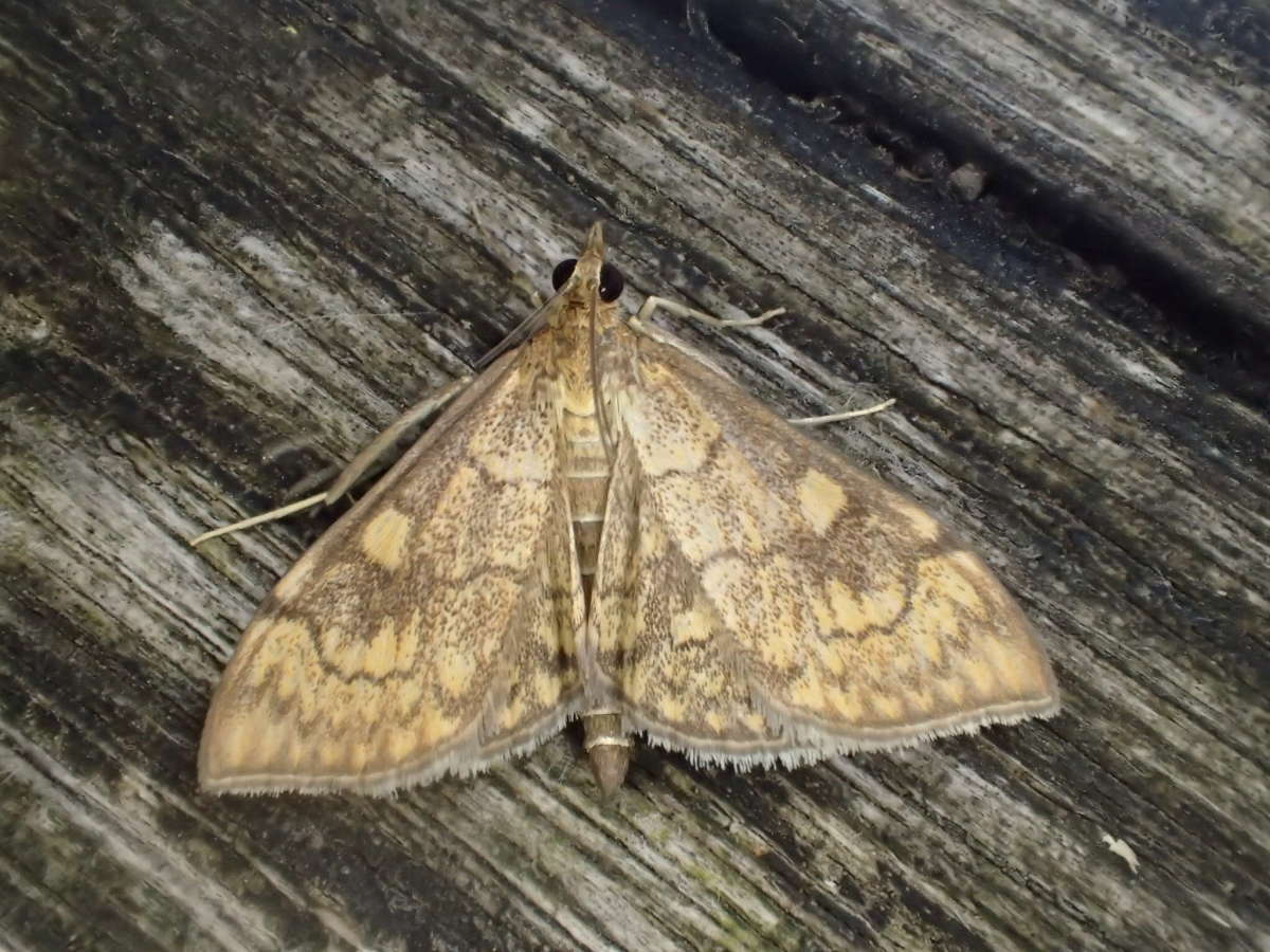 Golden Pearl (Anania verbascalis) photographed at Jumping downs LNR by Dave Shenton 