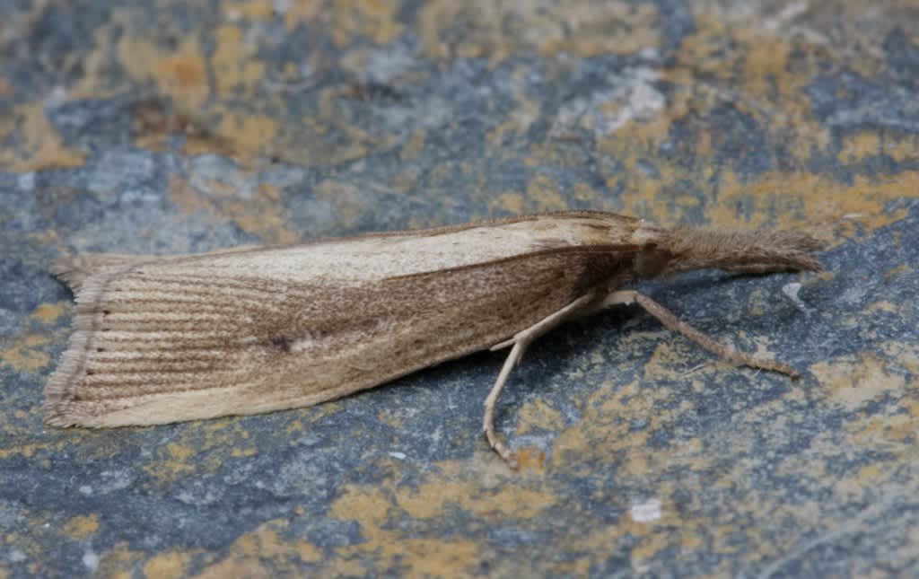 Reed Veneer (Chilo phragmitella) photographed in Kent by David Beadle 