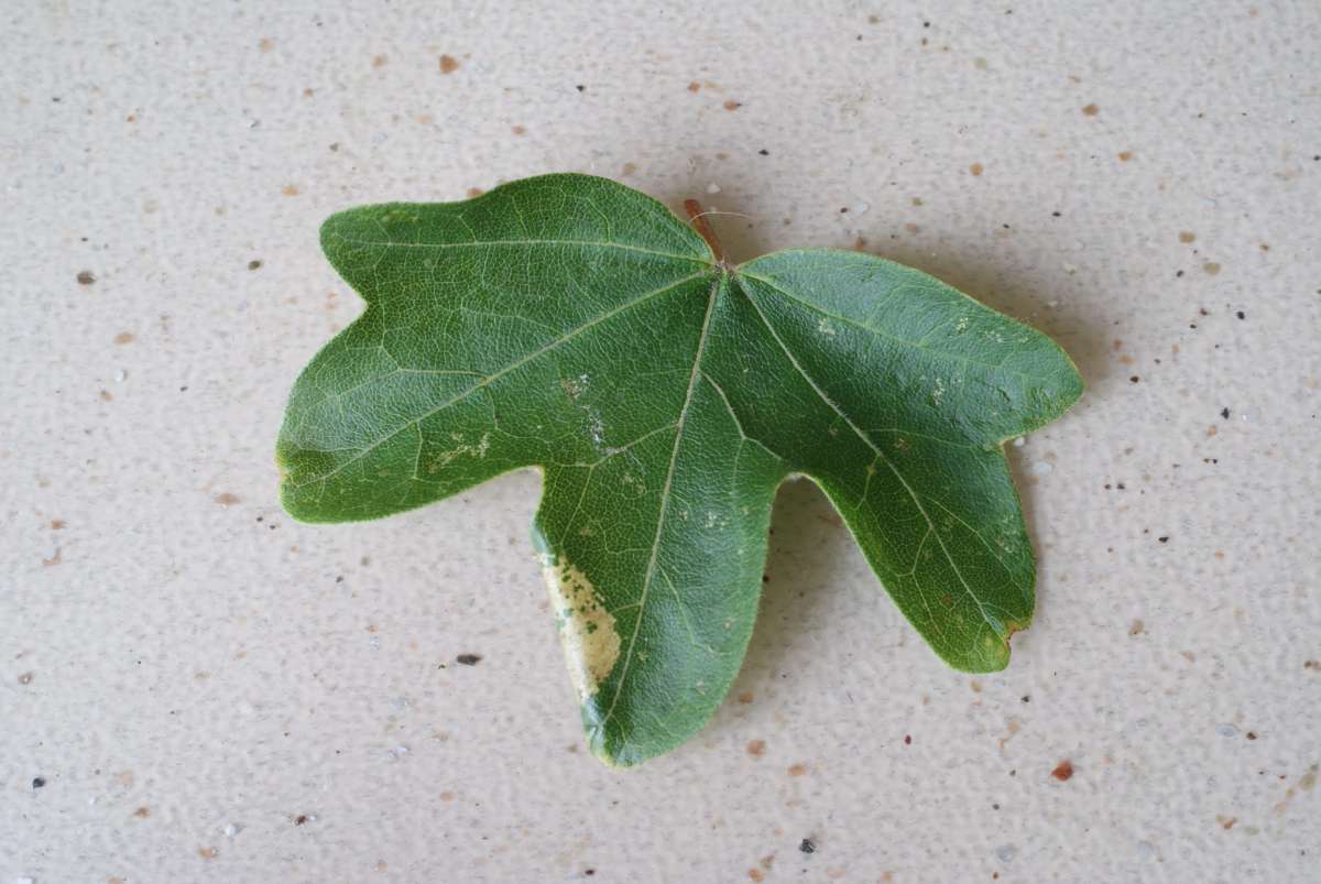 Maple Midget (Phyllonorycter acerifoliella) photographed at Aylesham  by Dave Shenton 