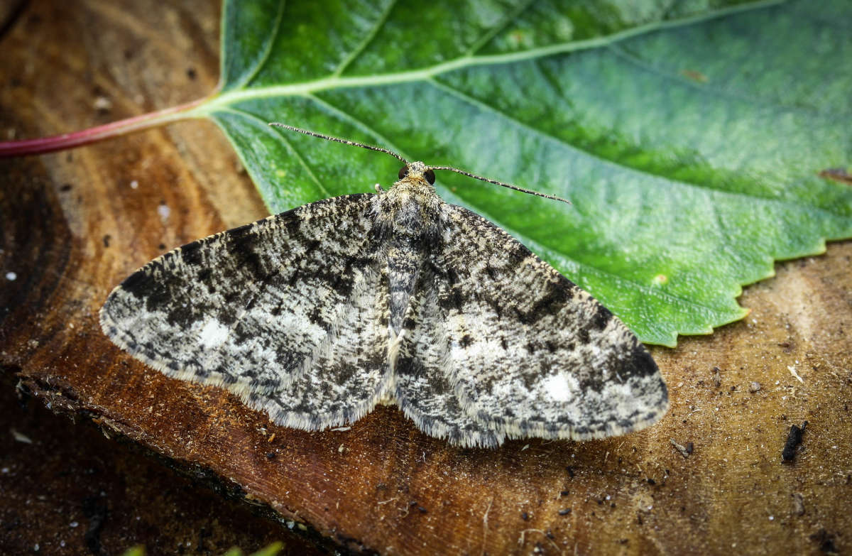 Brindled White-spot (Parectropis similaria) photographed in Kent by Carol Strafford 