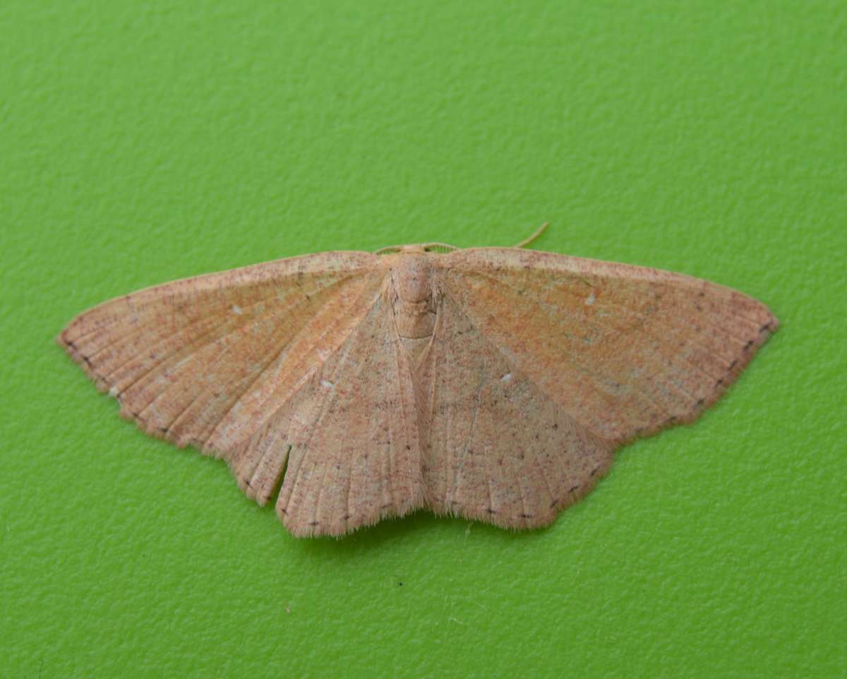 Jersey Mocha (Cyclophora ruficiliaria) photographed at Seabrook by Paul Howe