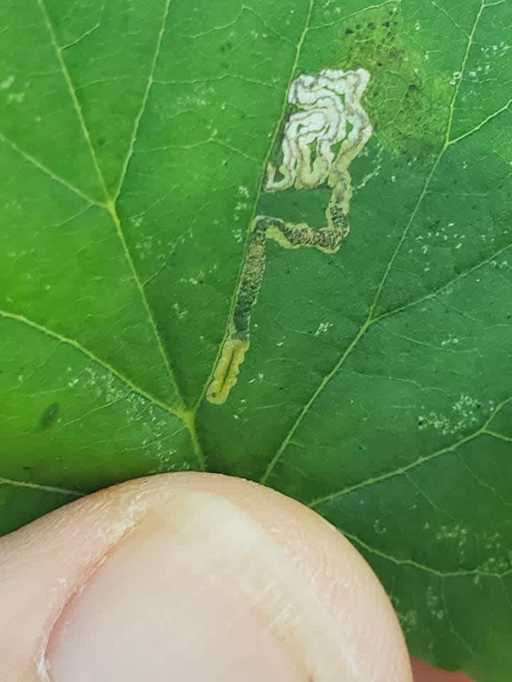 Lime Pigmy (Stigmella tiliae) photographed in Kent by Phil Ambler