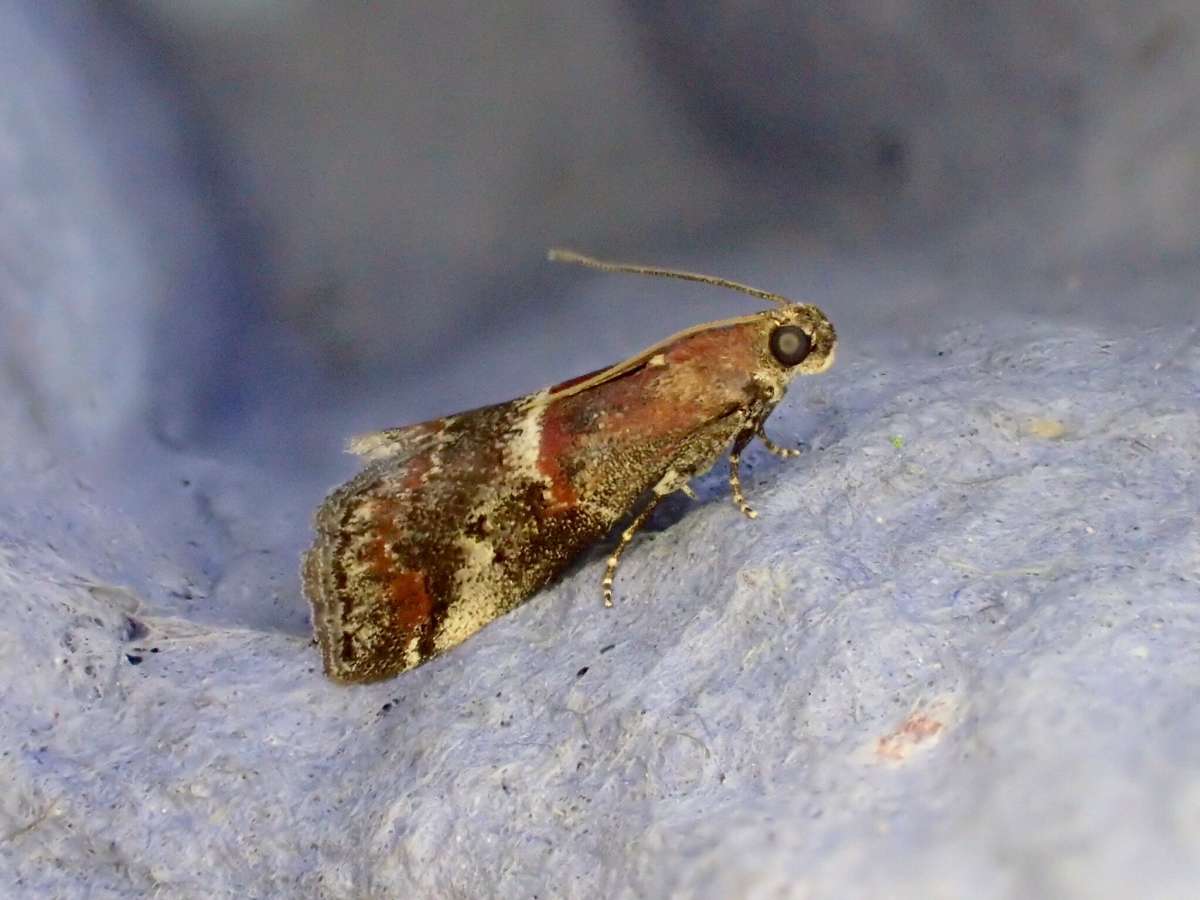 Marbled Knot-horn (Acrobasis marmorea) photographed at Wye Downs NNR  by Dave Shenton 