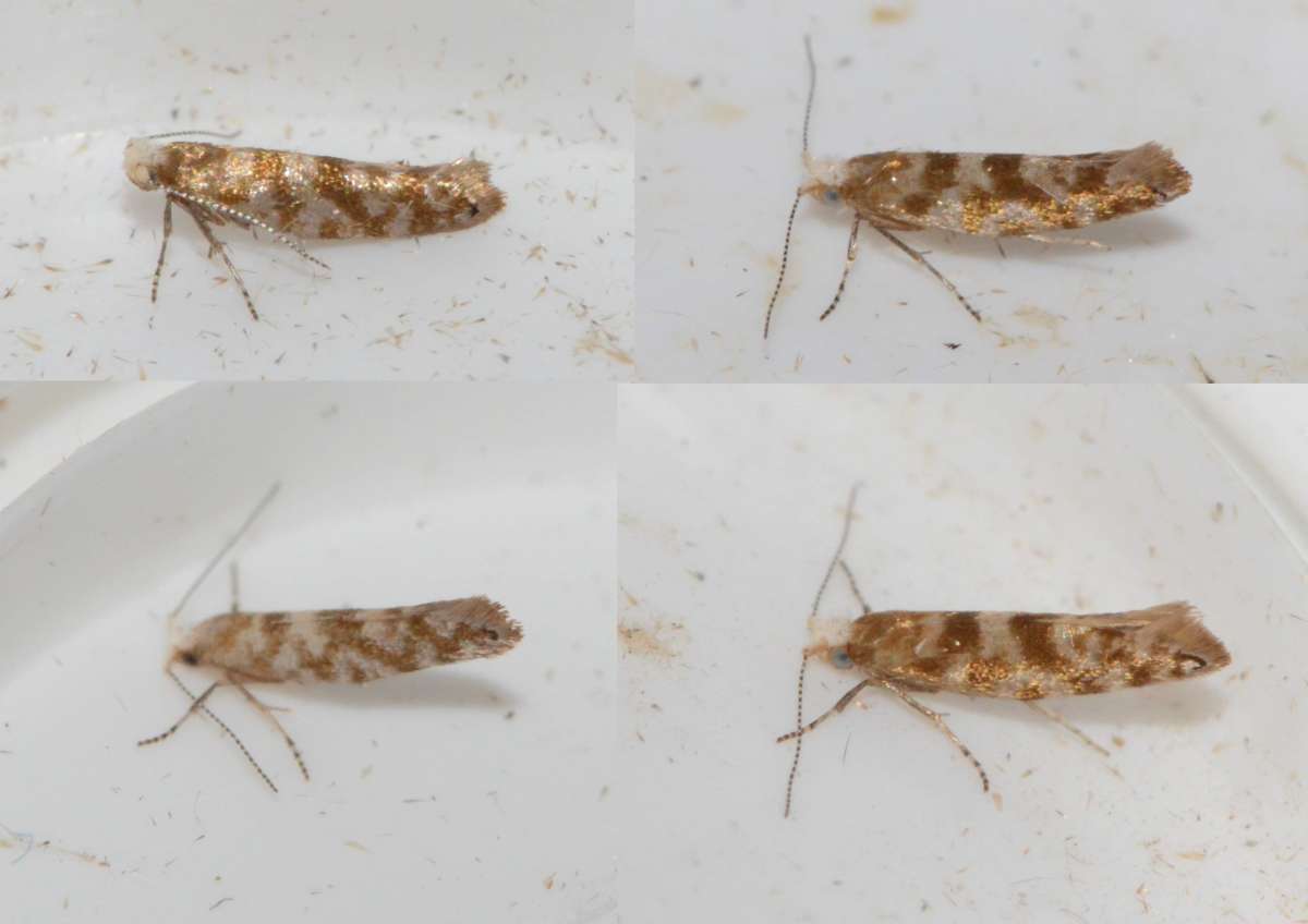 Cypress-tip Moth (Argyresthia cupressella) photographed at Maidstone  by Alan Stubbs