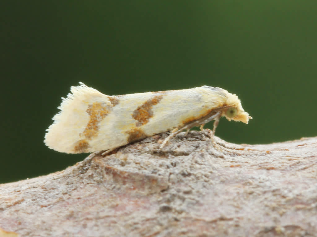 Hemlock Yellow Conch (Aethes beatricella) photographed in Kent by D Beadle 