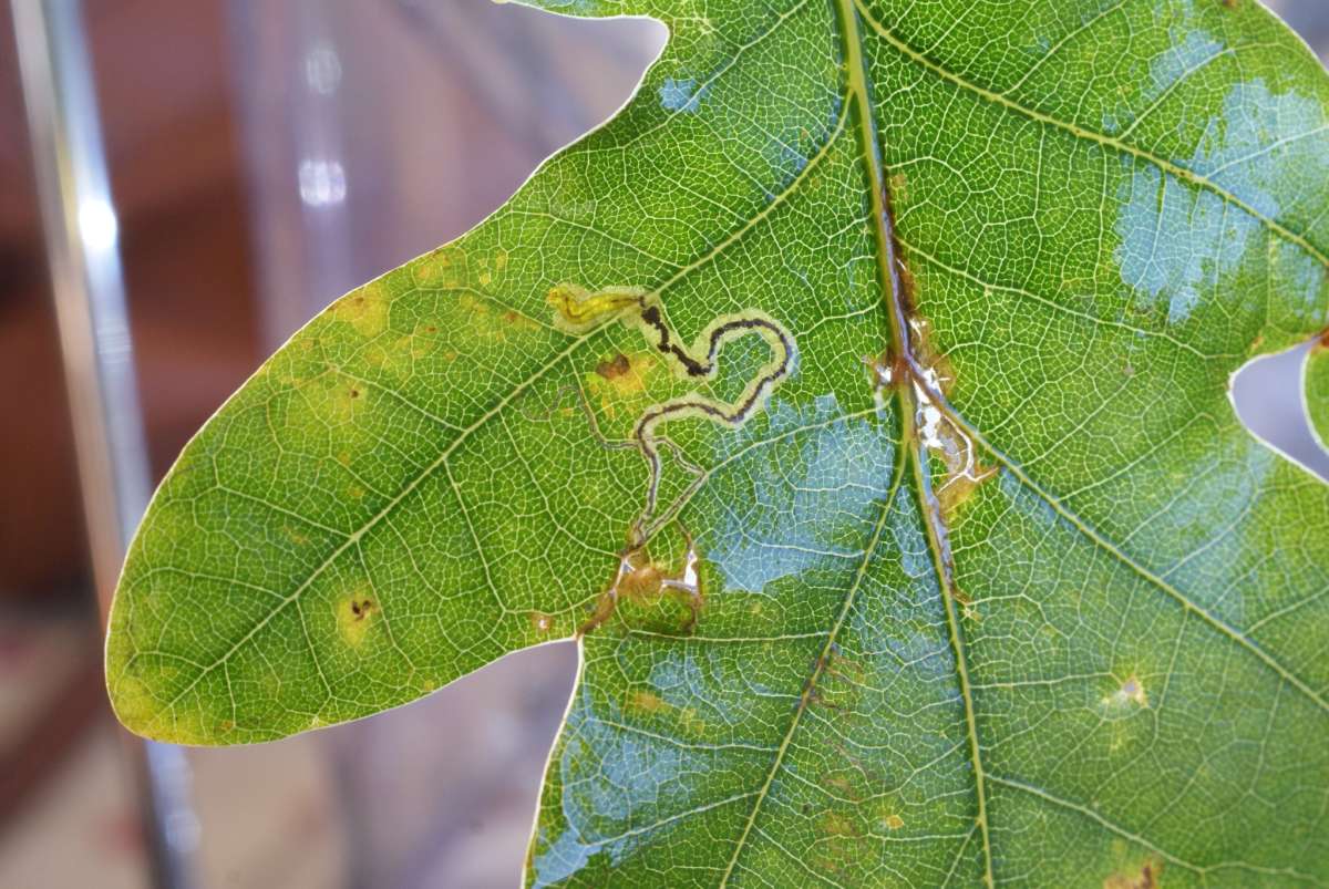 Common Oak Pigmy (Stigmella roborella) photographed in Kent by Dave Shenton 