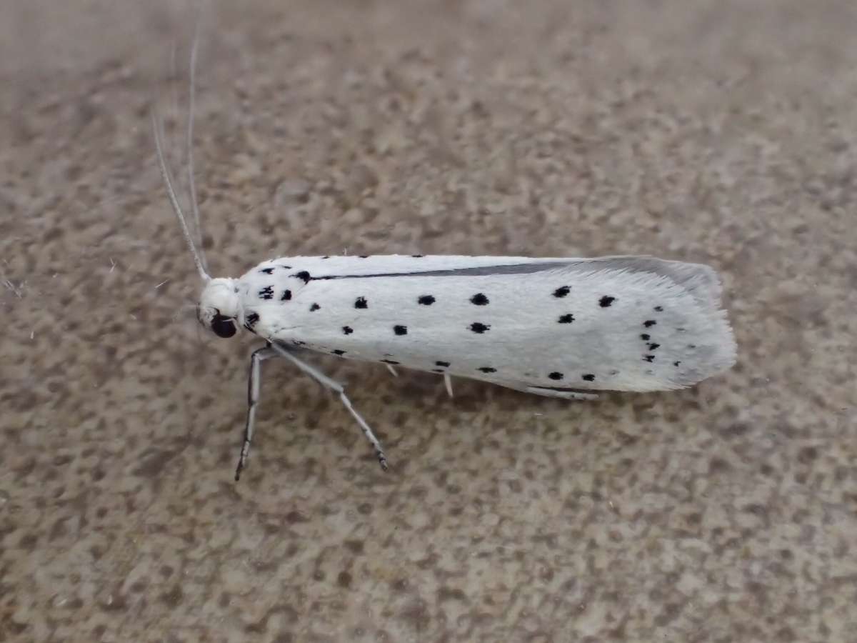 Orchard Ermine (Yponomeuta padella) photographed in Kent by Dave Shenton 