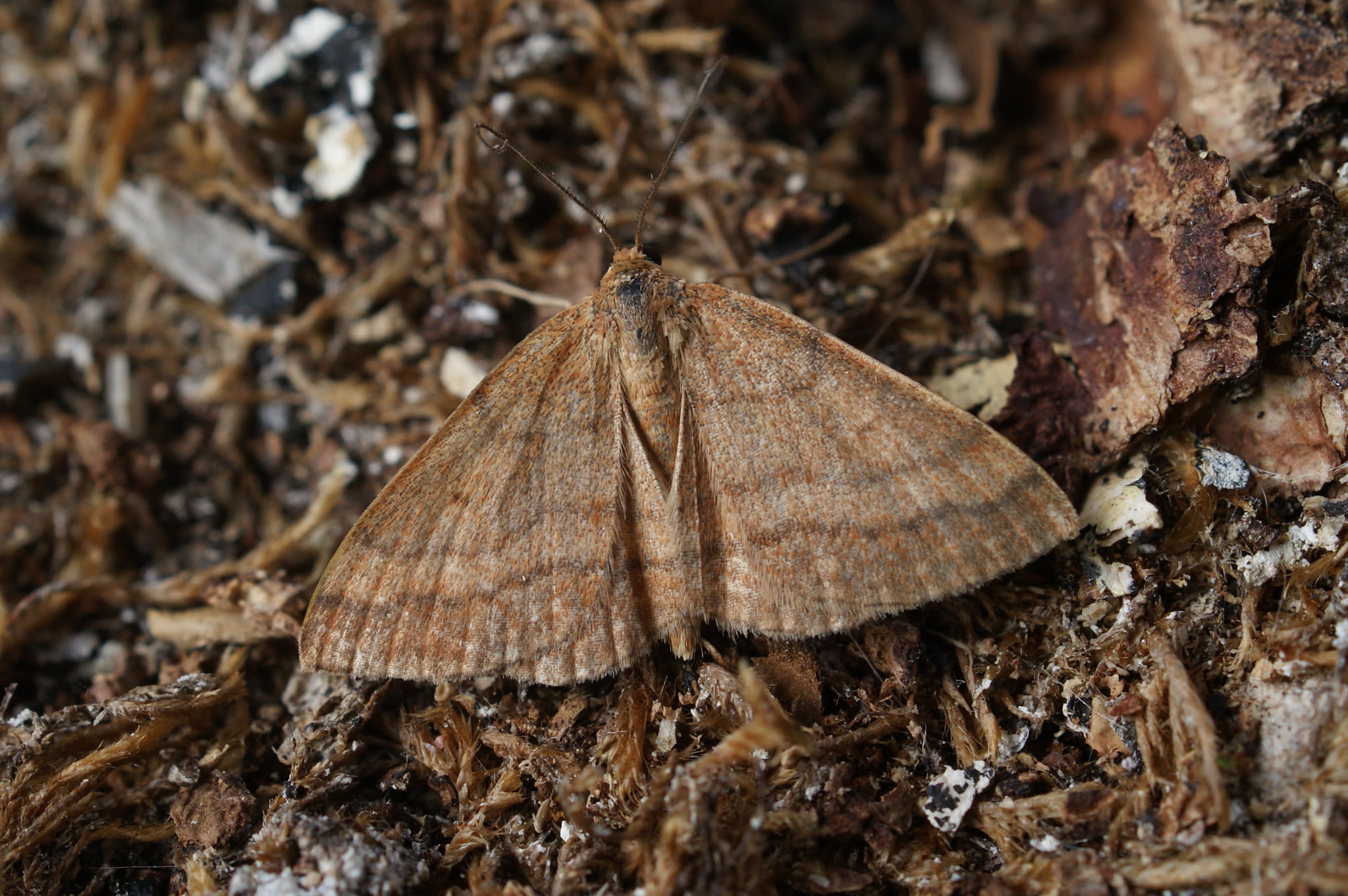 Tawny Wave (Scopula rubiginata) photographed at Las Descargues, France  by Tawny Wave 