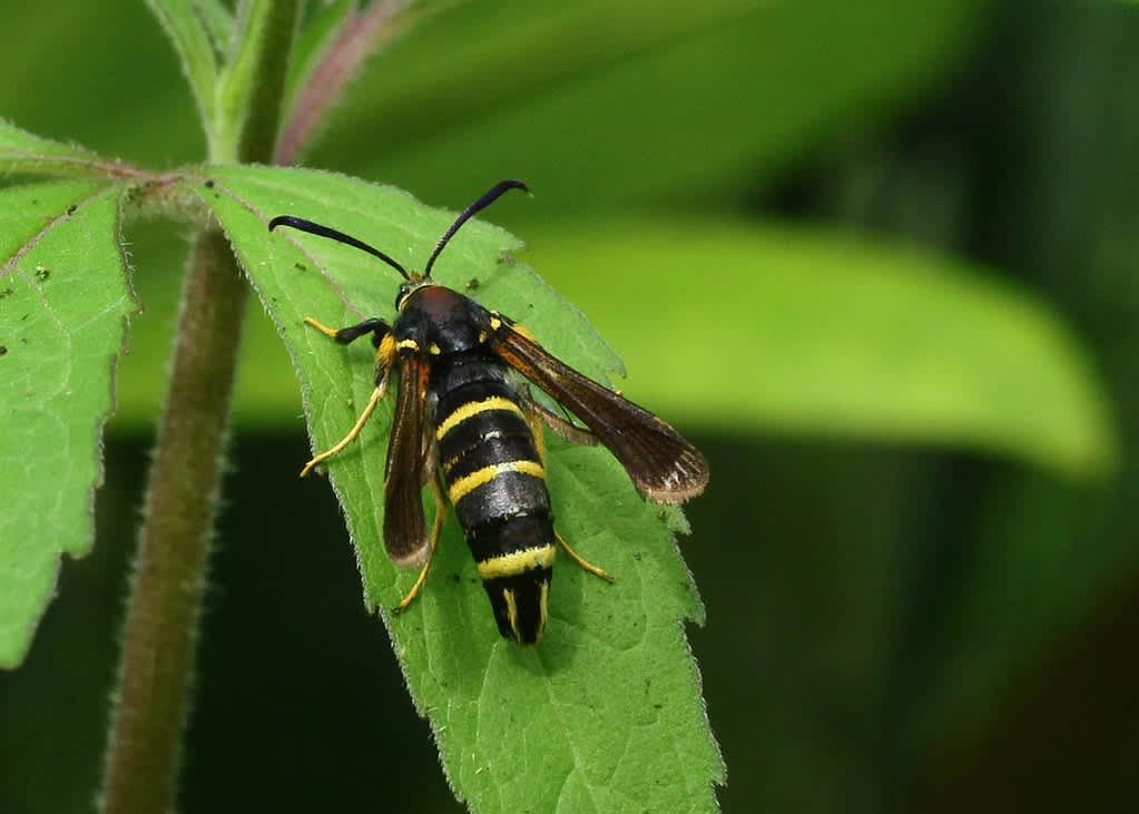 Dusky Clearwing (Paranthrene tabaniformis) photographed in Kent by Carol Strafford 