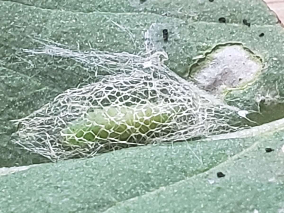 Grey-streaked Diamond-back (Plutella porrectella) photographed in Kent by Phil Ambler