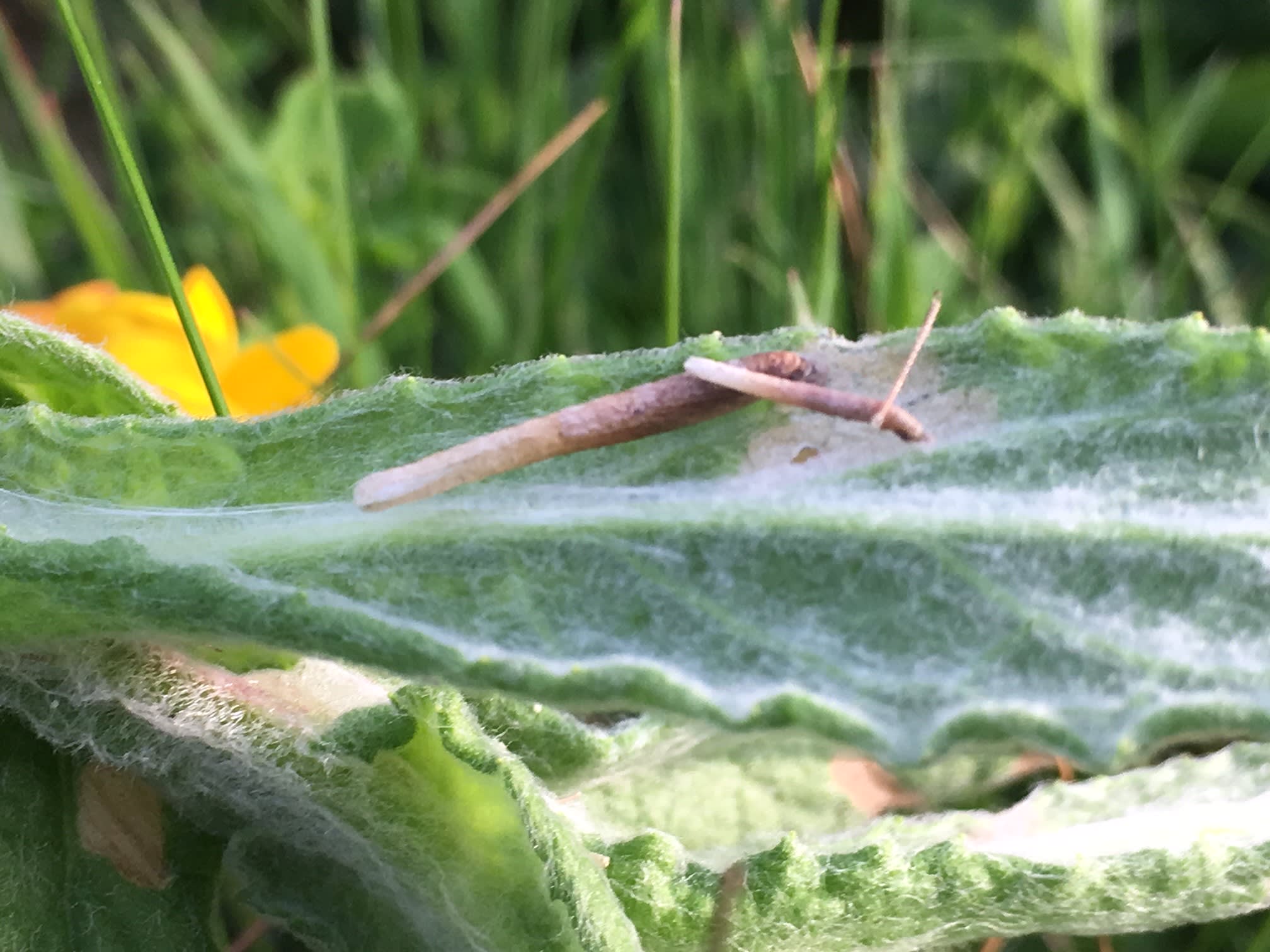 Fleabane Case-bearer (Coleophora inulae) photographed at Reighton Gap by Dave Shenton