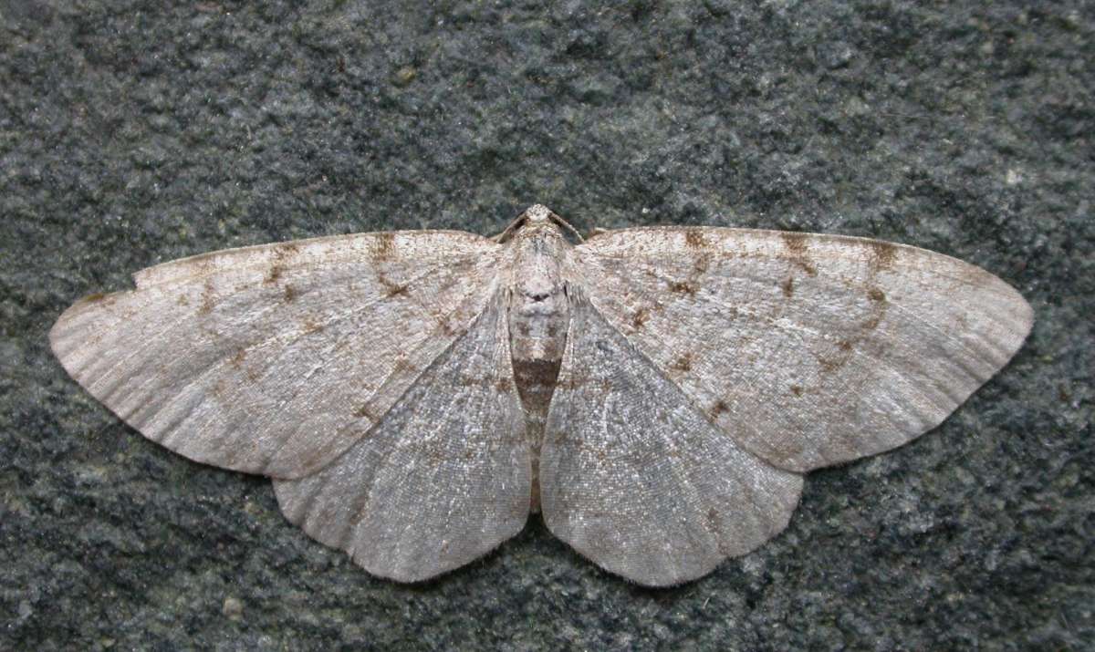 Grey Birch (Aethalura punctulata) photographed in Kent by Ross Newham 