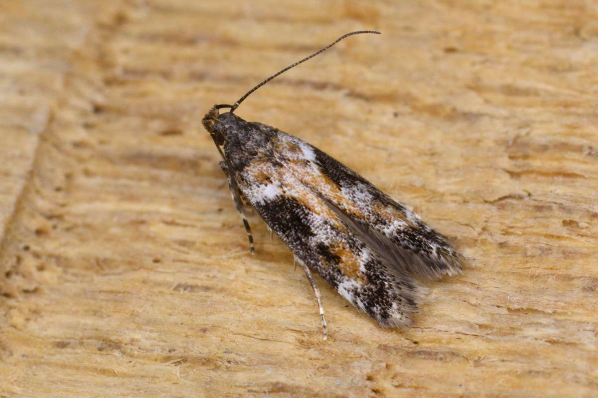 Three-colour Groundling (Caryocolum tricolorella) photographed in Kent by Antony Wren