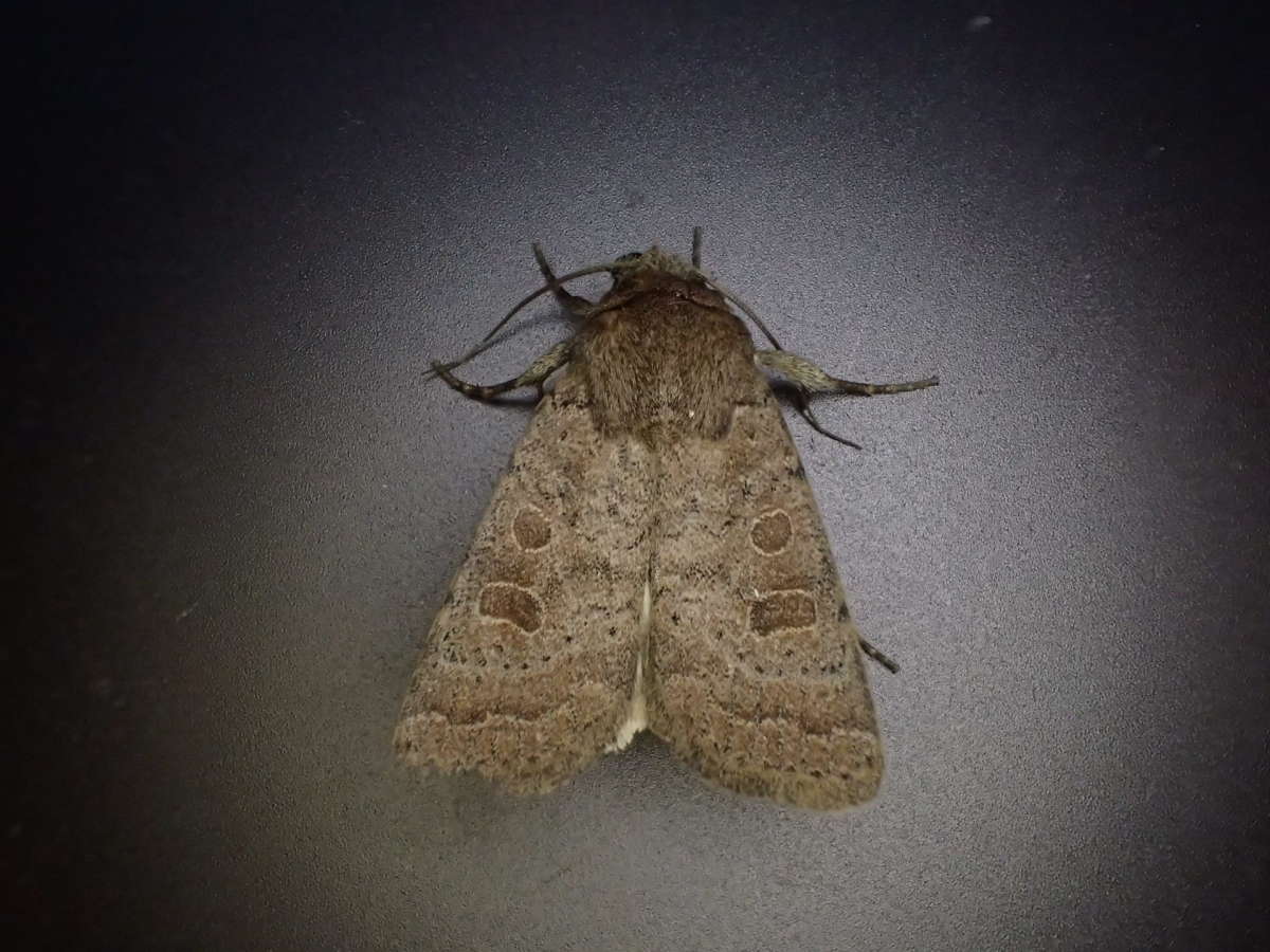 The Rustic (Hoplodrina blanda) photographed at Aylesham by Dave Shenton 