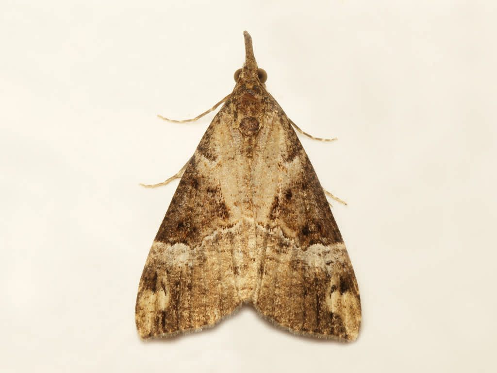 Bloxworth Snout (Hypena obsitalis) photographed in Kent by David Beadle 