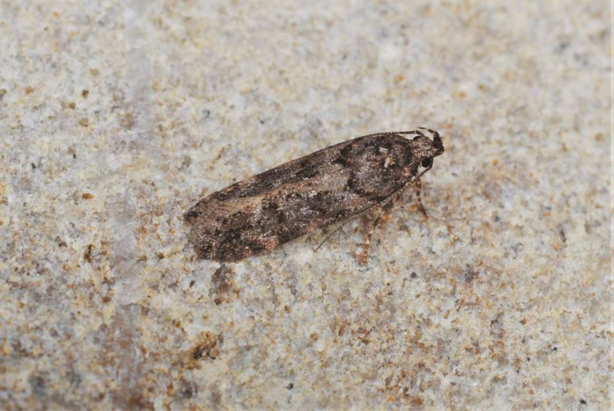 Large Groundling (Teleiopsis diffinis) photographed in Kent by Antony Wren