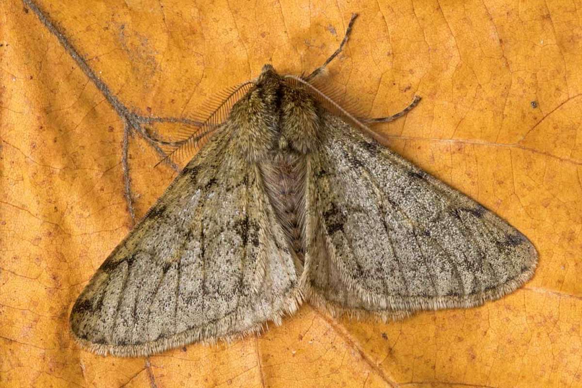 Pale Brindled Beauty (Phigalia pilosaria) photographed at Boughton-under-Blean by Peter Maton